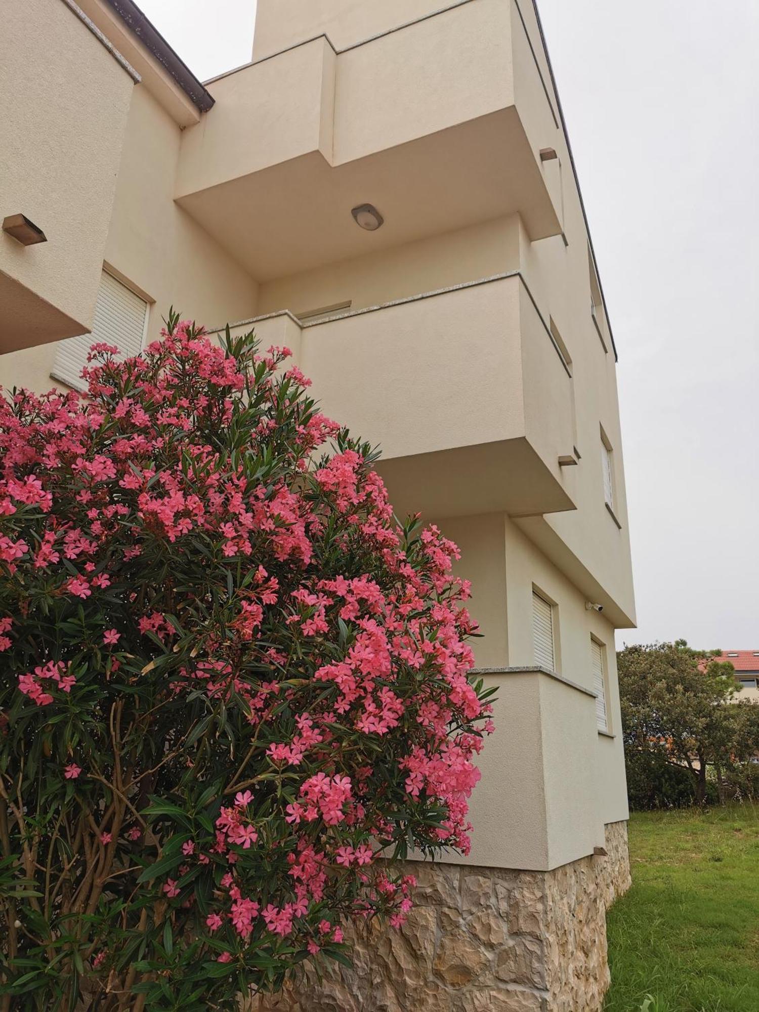Apartments Riva Povljana Exterior foto